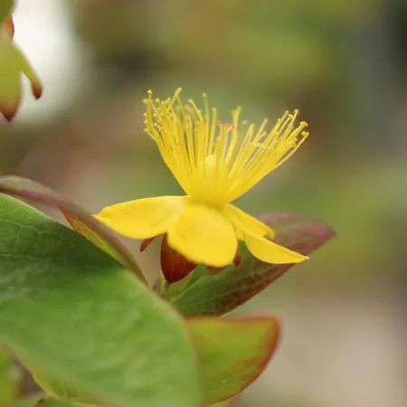Casa Do Regueirinho Apartamento *