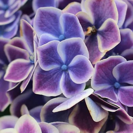 Casa Do Regueirinho Вила-Нова-ди-Сервейра