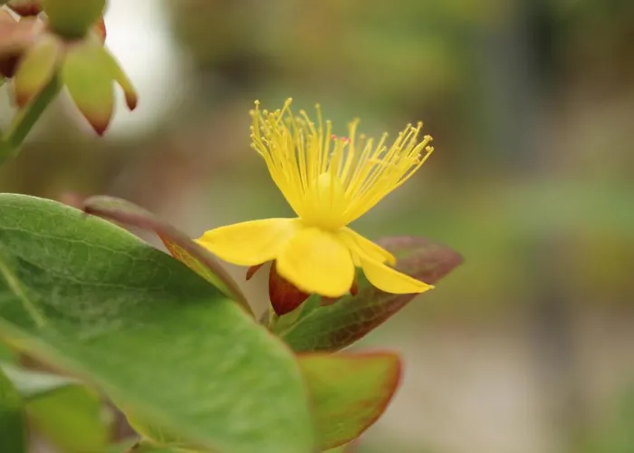Casa Do Regueirinho アパート *