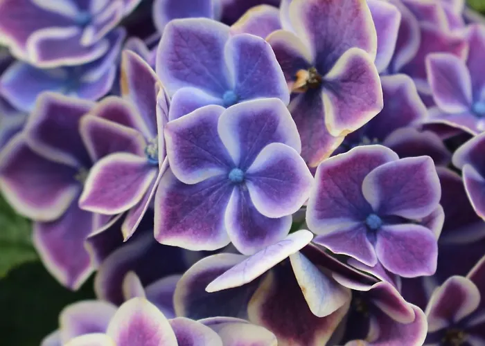 Casa Do Regueirinho Vila Nova de Cerveira